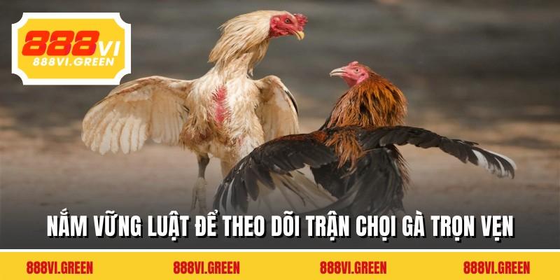 Nắm vững luật để theo dõi trận chọi gà trọn vẹn